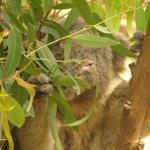 Newcastle - Blackbutt Reserve 